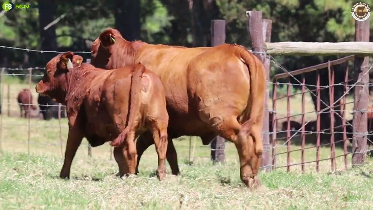 Lot 73 | GRB 19-0264 is available at the Grassfields Beef auction.