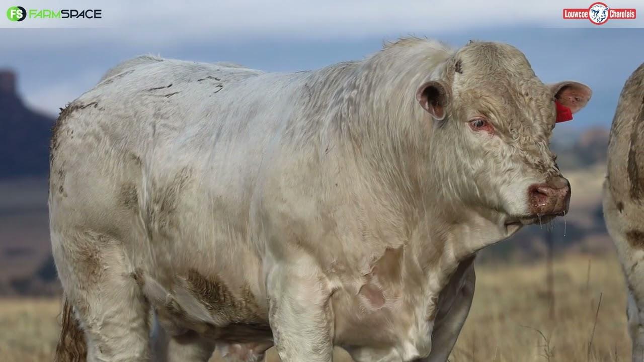 Louwcoe Charolais bied die jaar top genetika wat op Bloemskou hoog gevlieg het.