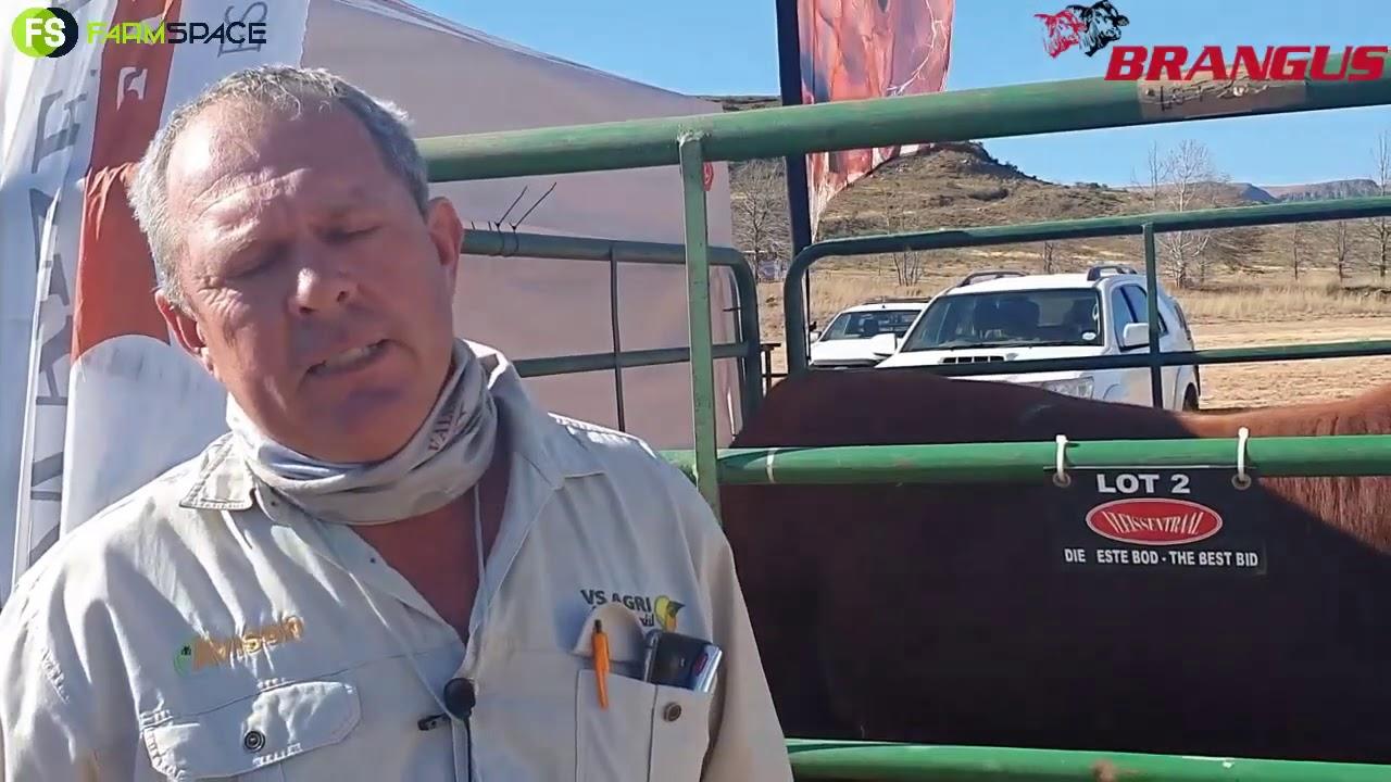 Pieter Swart, the president of Brangus South Africa.
