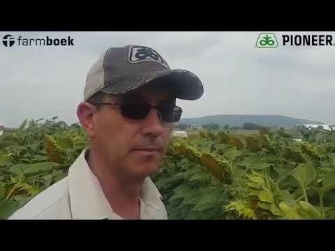 Pioneer Sunflowers at Excelsior in the Free State