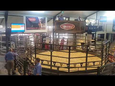 Limpopo Boran Club Prestige Auction 2023 regstreeks vanaf Warmbad Veemark.