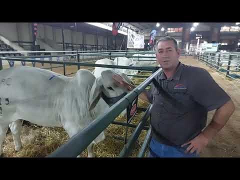 Ons praat met Cor Loggenberg van Arc-en-Ciel Brahmane by die Manso select brahman veiling 2024