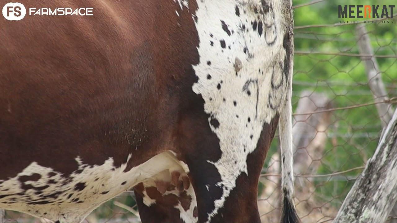 Regainer Nguni Group Presents Q 19 79 - Lot  19