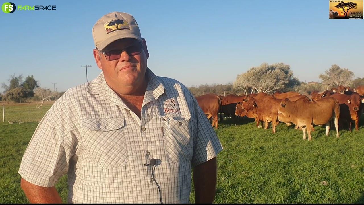 Johan Visser van Vaalkamdor Borane gesels oor die Stockman's Elite veiling.