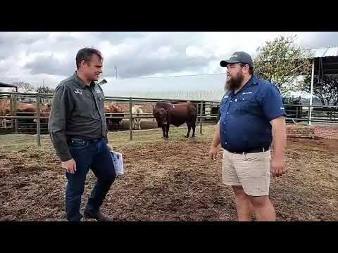 Marco gesels met Werner oor Lot 4 by die Gouwsberg Tuli Veiling 1 Junie 2023