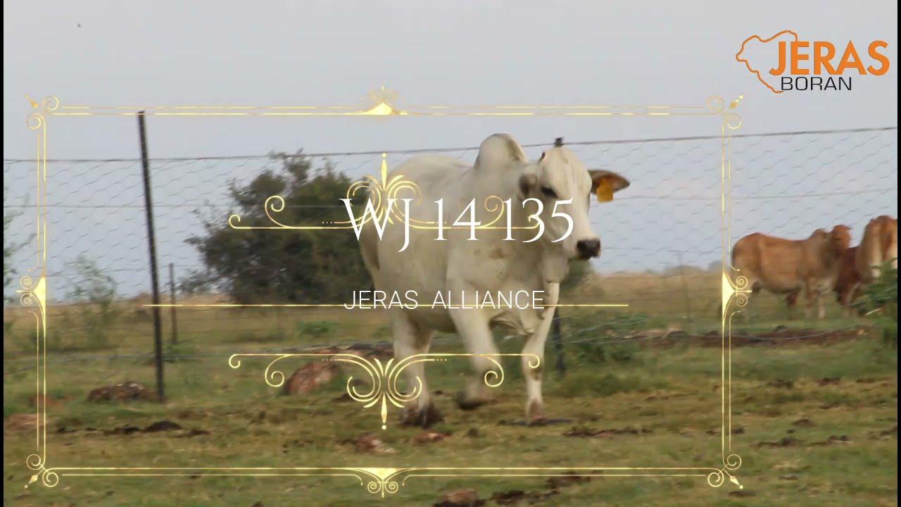 Jeras Alliance Boran Auction WJ 14 135