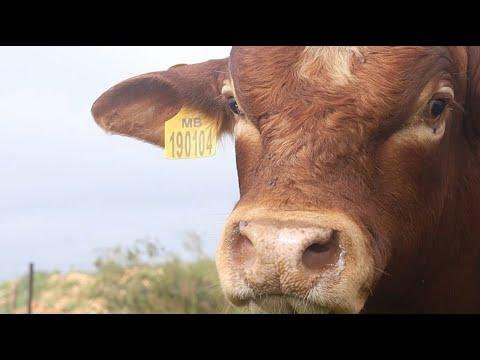 Majesto Beefmasters Presents MB 190 104