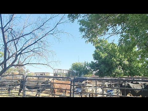 Nguni Sentrale Klub Veiling 2020