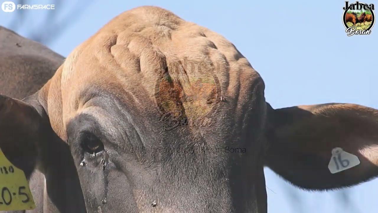 Jabea Boran offers 5 high-quality stud bulls on February 18th, 2023 at Kroon Boma.