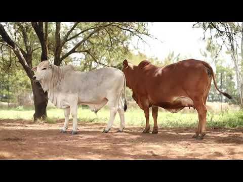Fonteine Boran Auction: Genetics that makes a difference