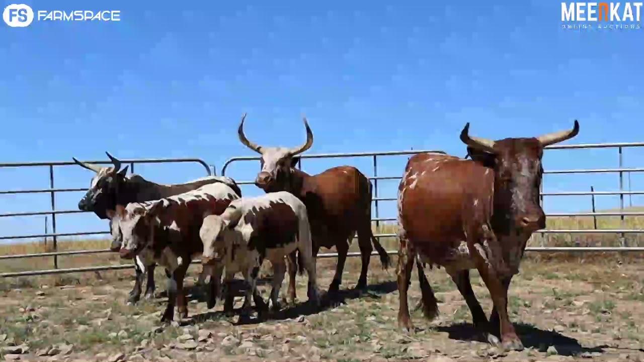 Regainer Nguni Auction Presents - Lot 45