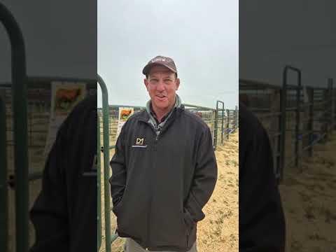 Chippy Watson from Vova Genetics Droughtmasters takes us through his Heart of the herd
