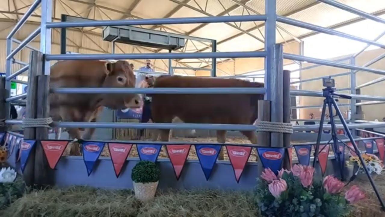 Dante Deo Limousins Veiling regreeks vanaf Afridome Showgrounds in Parys.