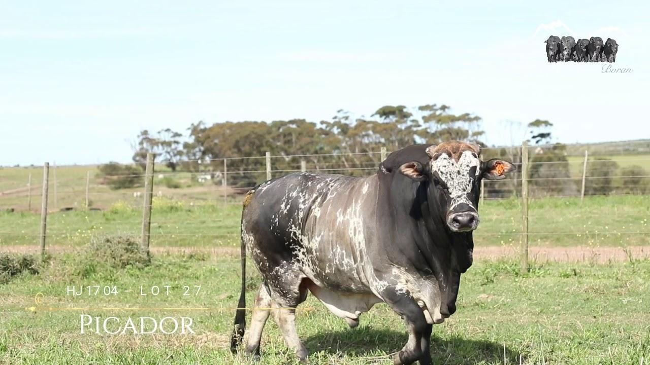 Boran Veiling Cape Prestige HJ 1704 - Lot 27 Picador