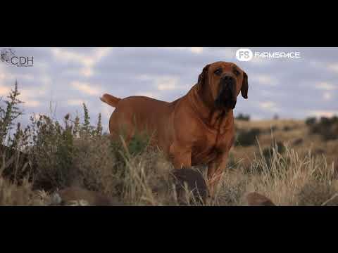 Christopher Havenga: SA Studbook Studbreeder of the year other species