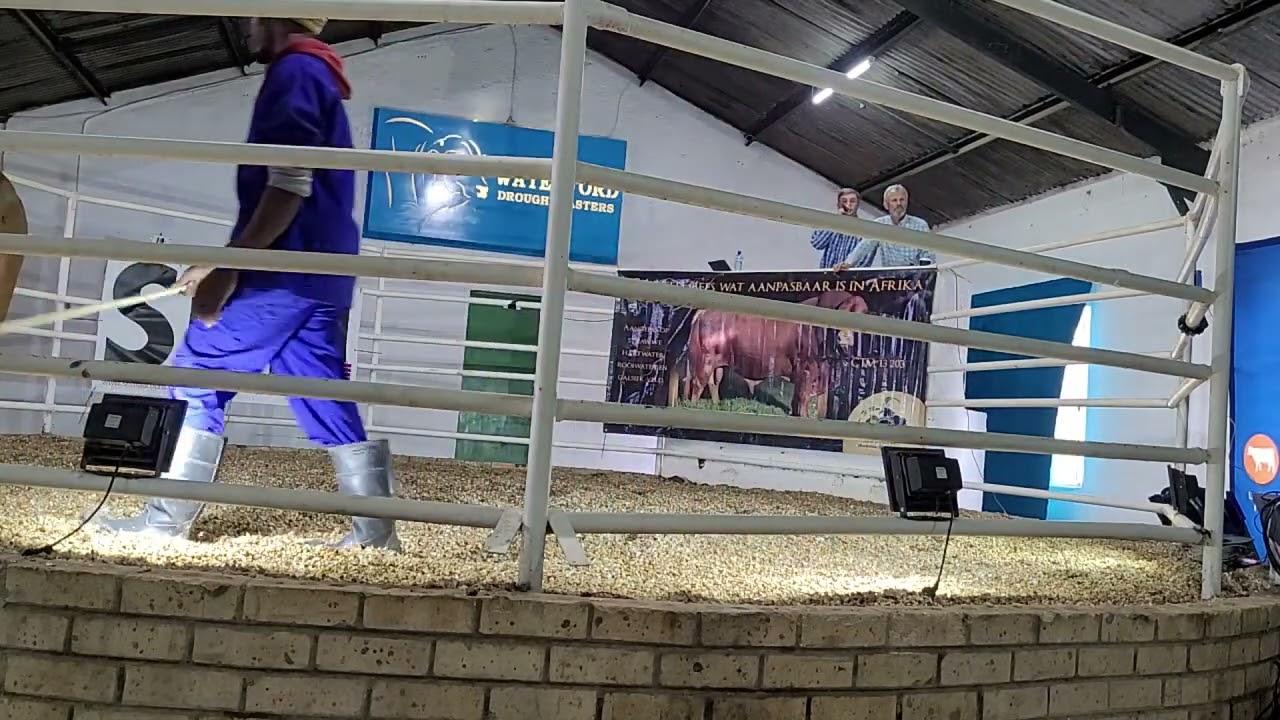 Waterford & Chan Te Mar Droughtmaster Auction