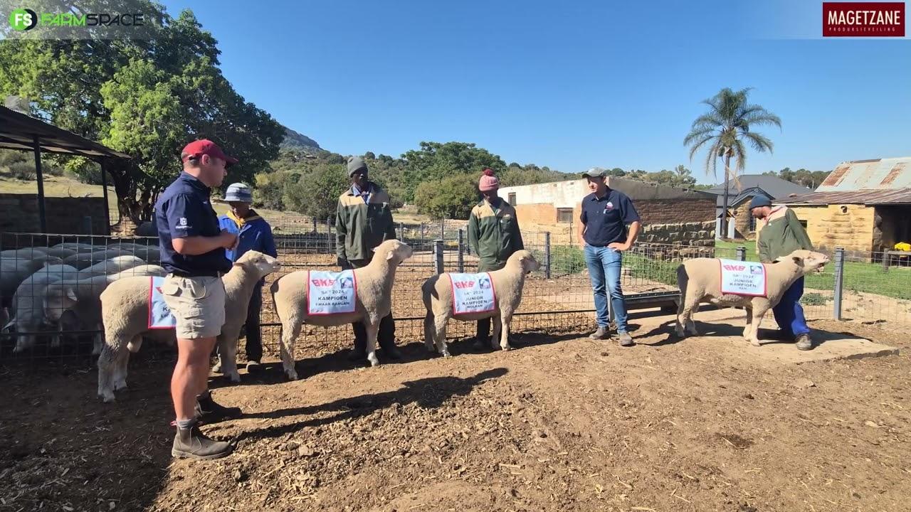 Ons gesels met Rowlen van Magetzane oor hulle veiling die 5 de Junie