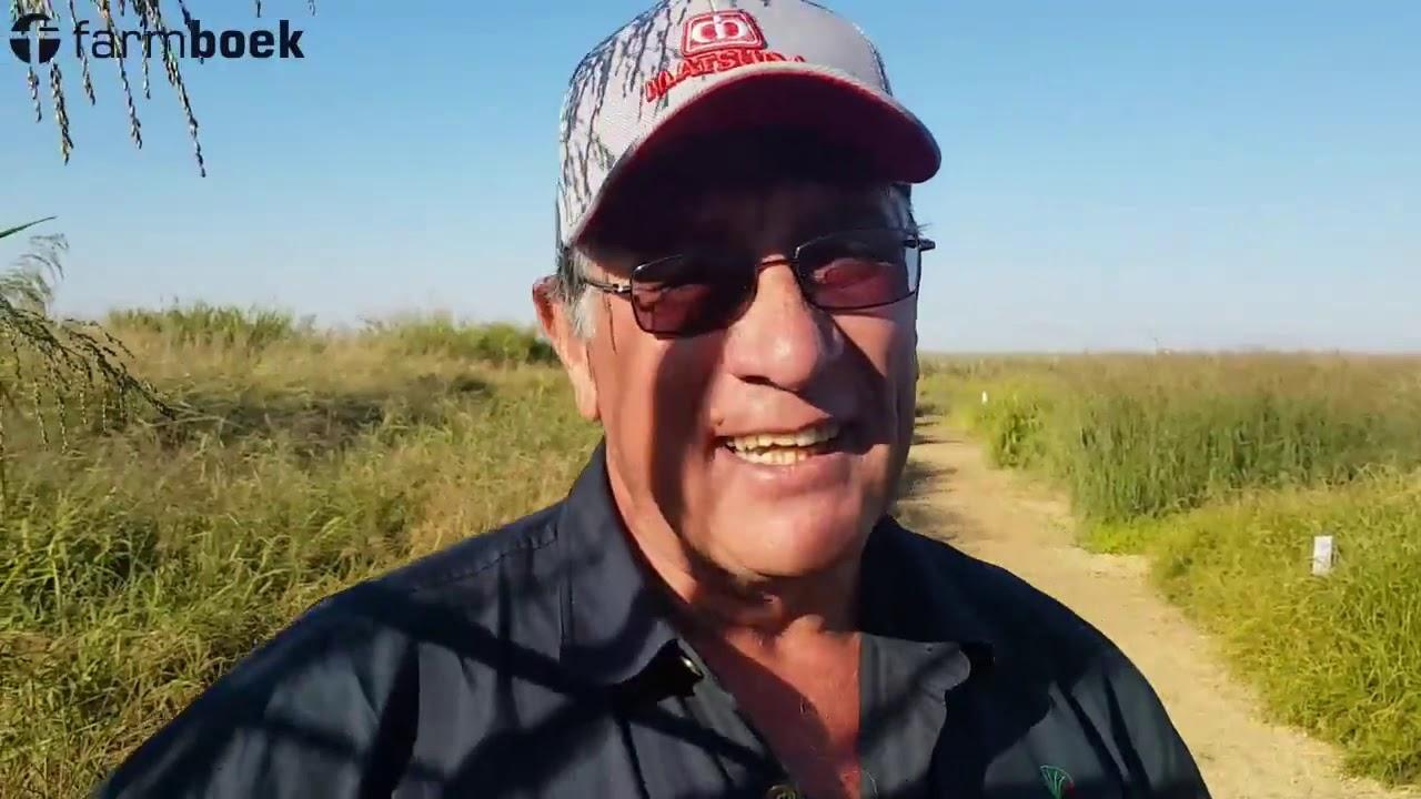 Nampo 2019 - Brasuda Seed (Aries)