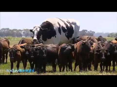 Biggest cattle in Autralia and maybe the world