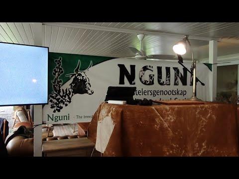 Regainer Nguni Auction