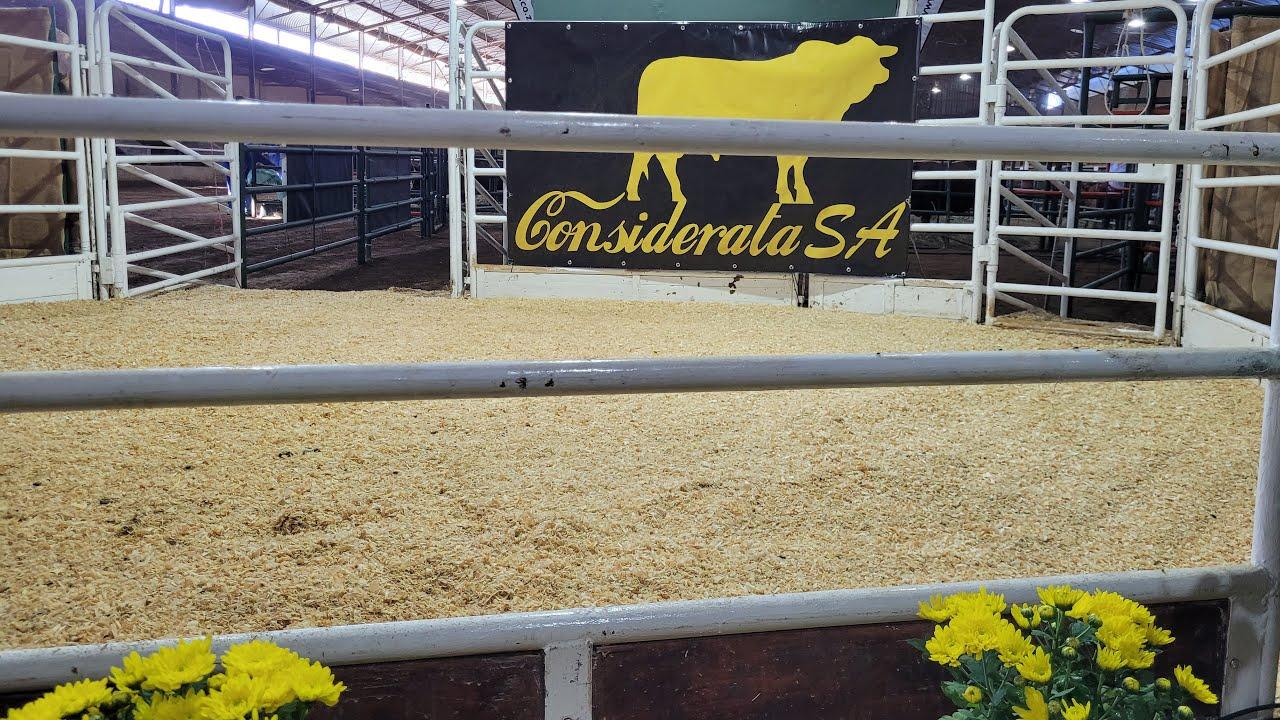 Considerata SA Droughtmaster Auction