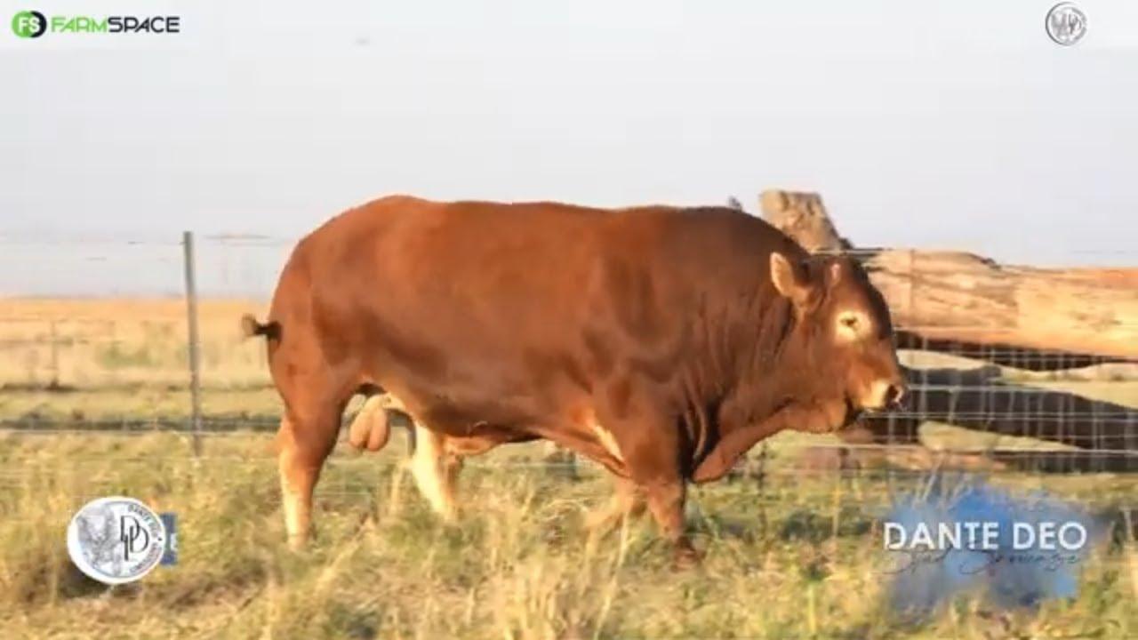 Dante Deo Limousins Proudly presents Lot 24 | DD18 08 on 15 June 2024.