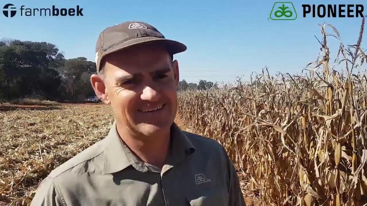 A new cultivar of maize suited for the east side.