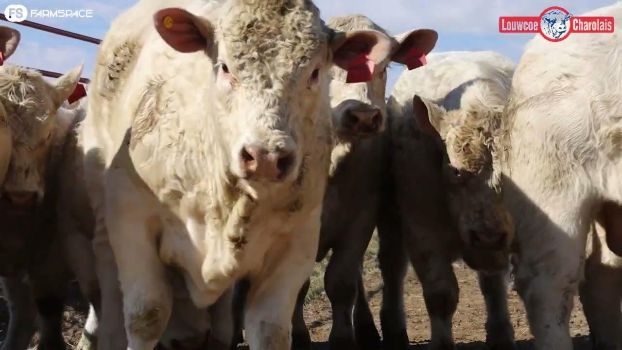 Louwrens vertel hoe hy sy kudde en toekoms van die Charolais verbeter het.