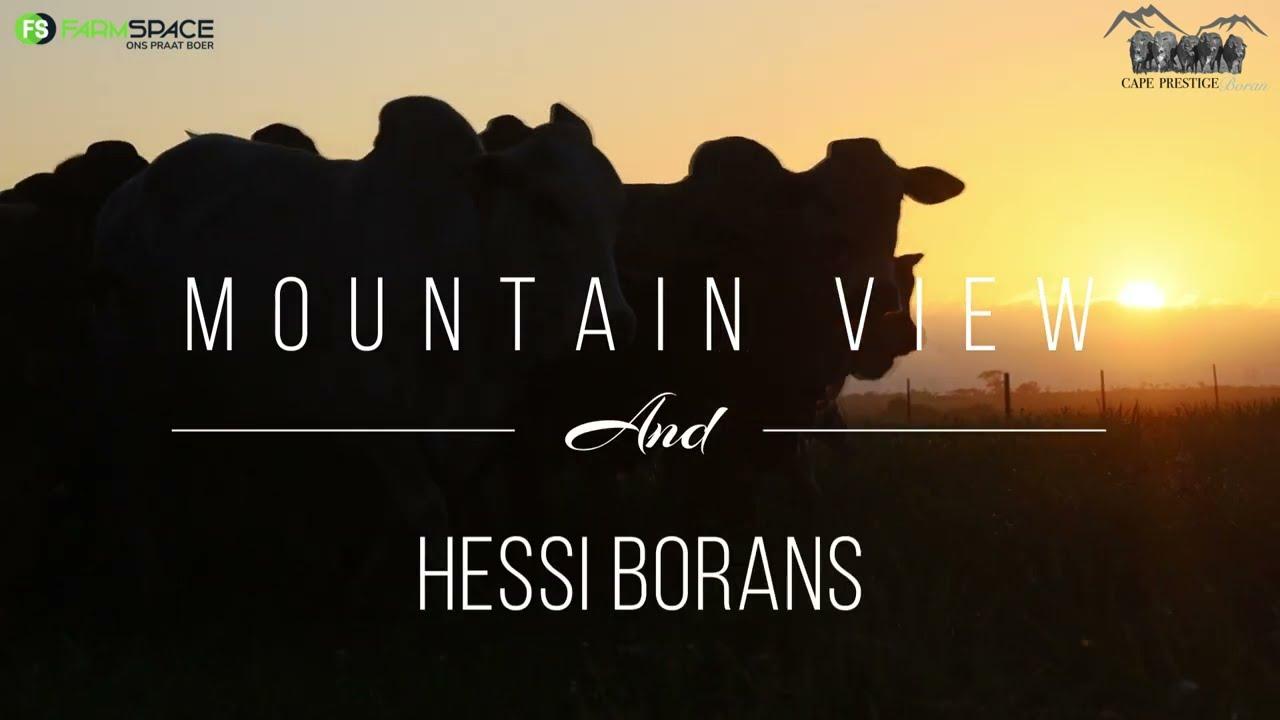 Mountain View & Hessi Borane invites you to the Cape Prestige Boran Auction