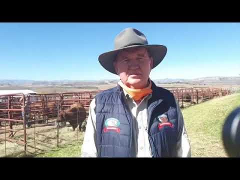 Linde du Plessis from Brandwater - Droughtmaster Auction 2020