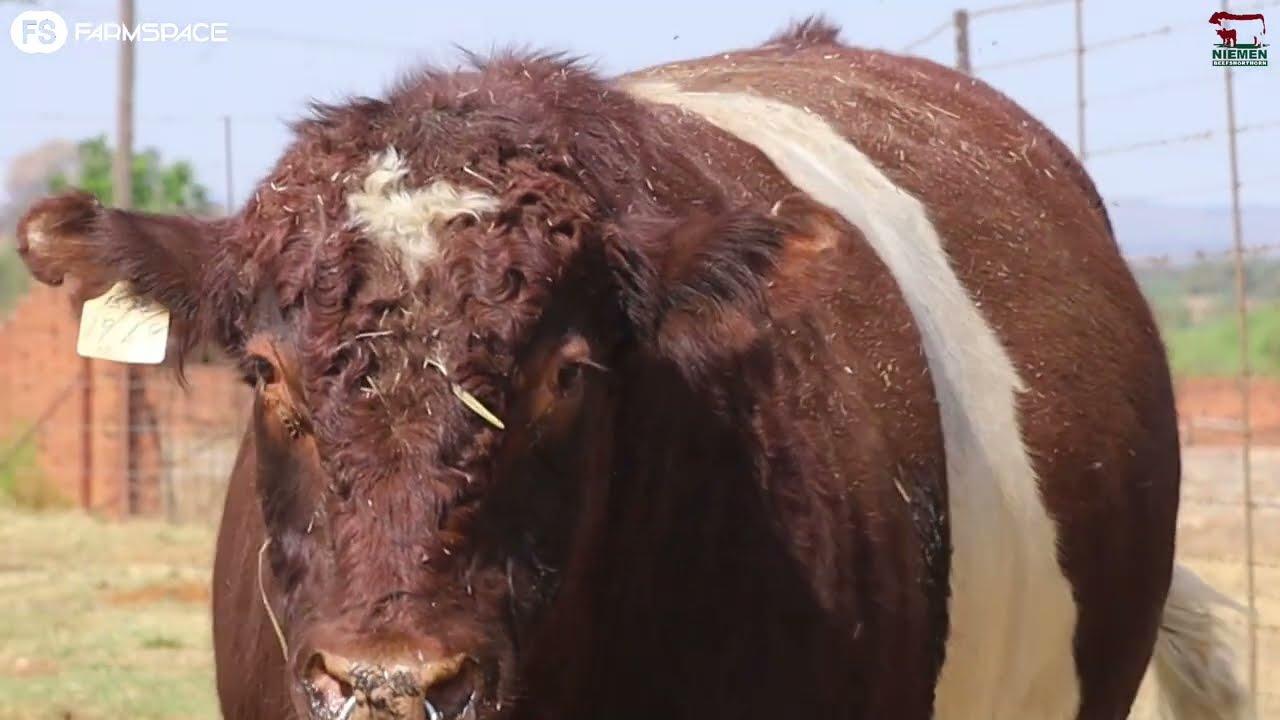 Lot 5 - NMS 19-49 op die Niemen Beef Shorthorn Veiling, 15 Oktober 2022.