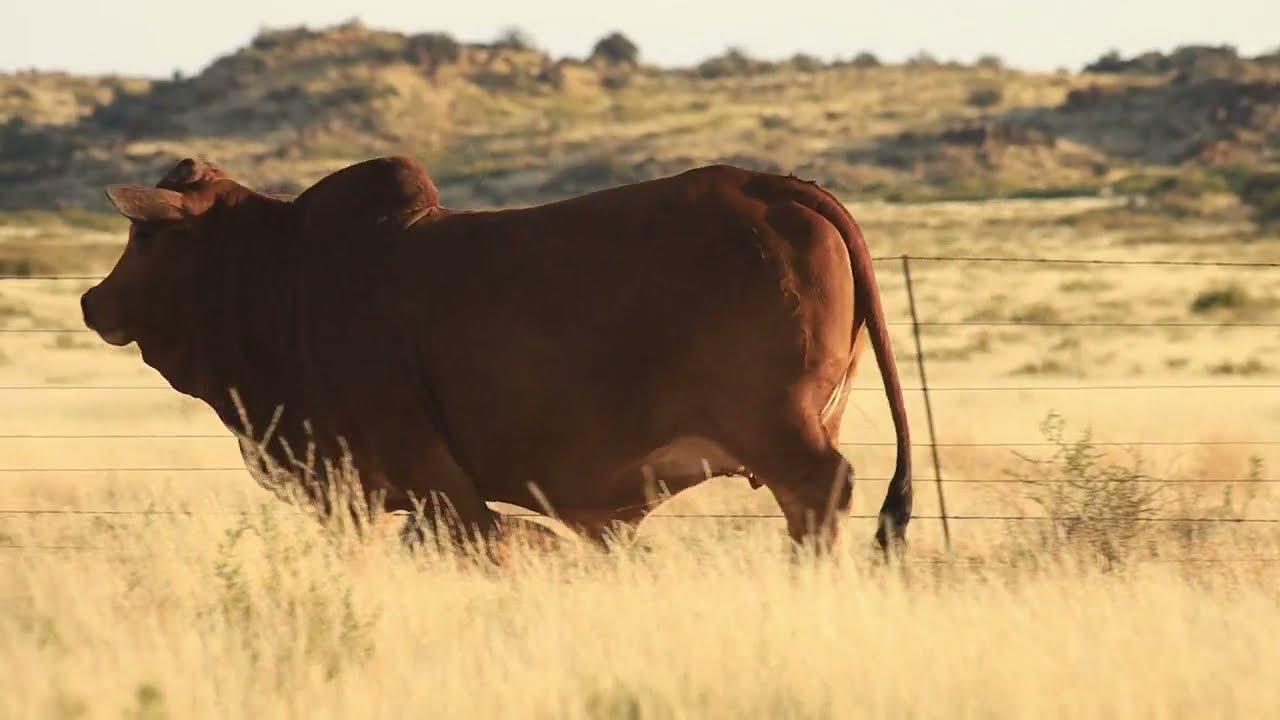 Kolskoot Borane presents S17 45 at the 2021 Boran National Auction