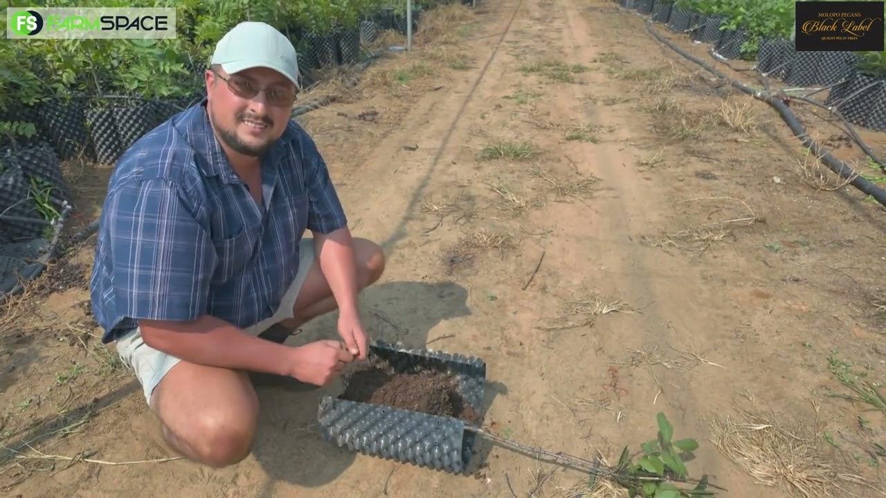 Is jy opsoek na ordentlike, sterk pekanneutbome? Molopo Pecans gaan jou uitsort.