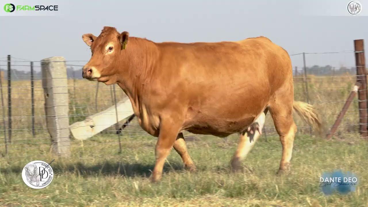 Dante Deo Limousins Proudly presents Lot 15 | TON 14 - 3