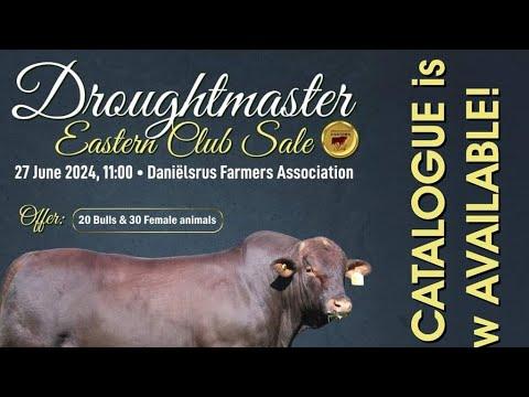Eastern Droughtmaster Club Sale 2024