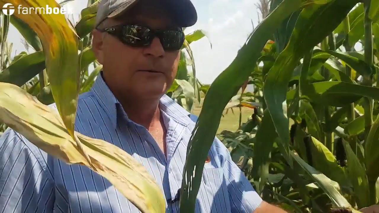 Chrissiesmeer Farmers Day 2020 - Dekalb