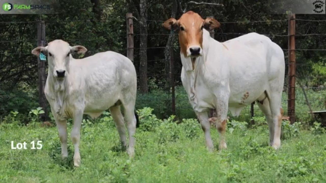 Marones Borane | JH 20 102 | Sale of the Bonts | 23 Maart 2024