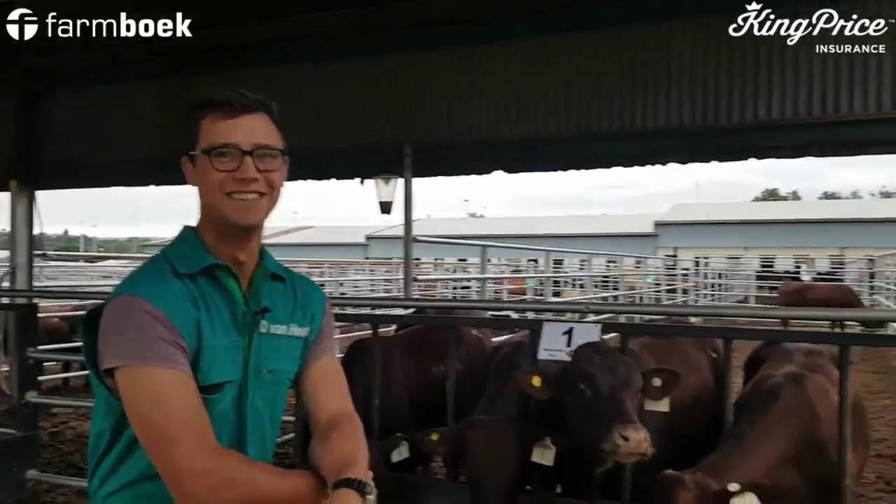 UP-Agric Feedlot Challenge 2020 - Dawid (Tavros)