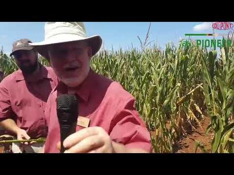 Bob Nielsen 1 - Plant stand establishment and the use of nitrogen with maize