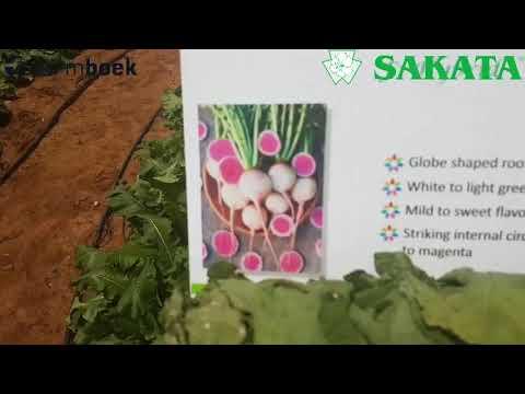 Sakata Farmers Day 2018 - Carrots and Beetroot Part 1