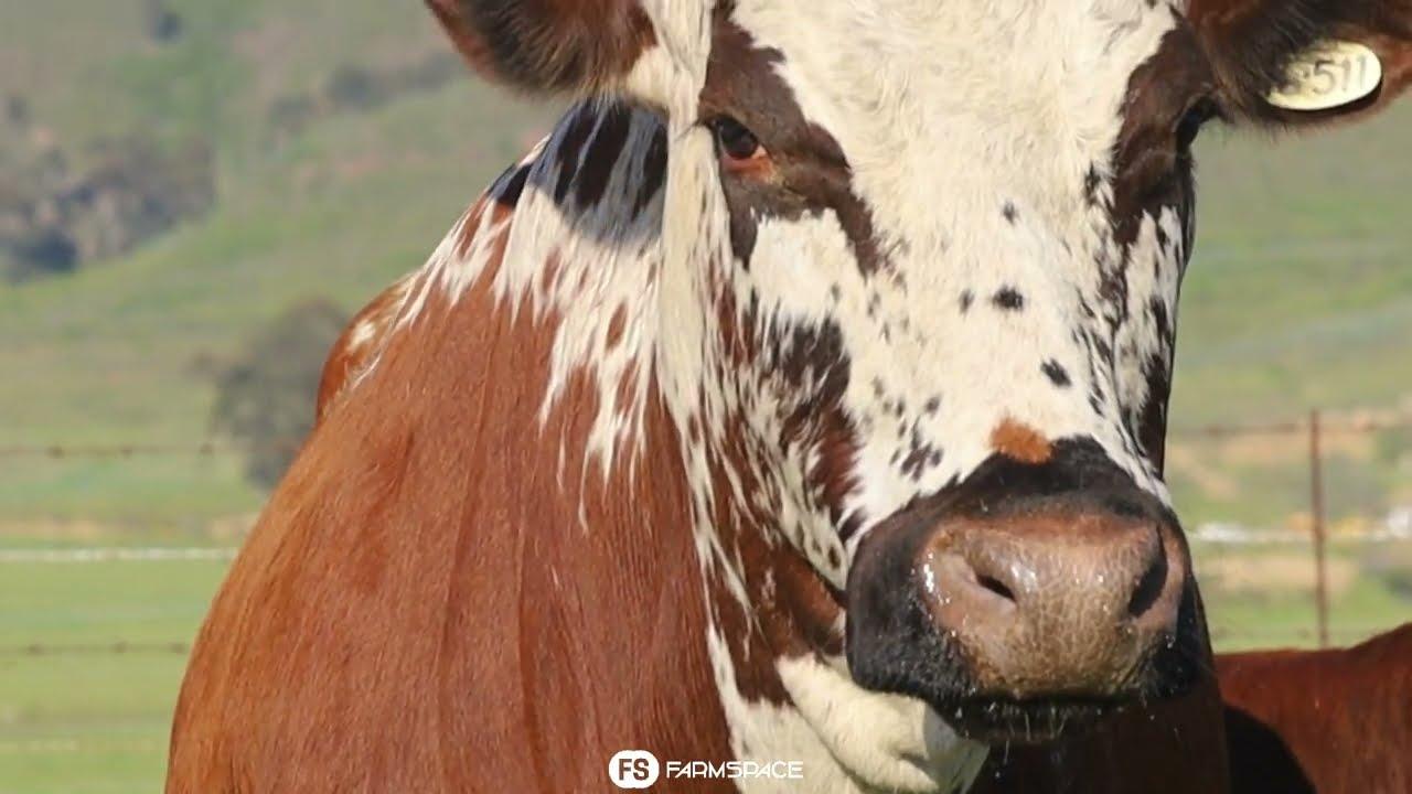 Exsteen Nguni's bied aan Lot 25 - EX 16-511 by die Nguni Regainer Groep Veiling, 13 Oktober.