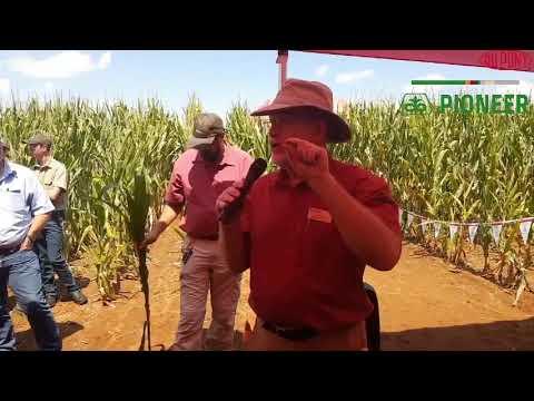 Bob Nielsen 3 - The influence of seed size when it comes to germination