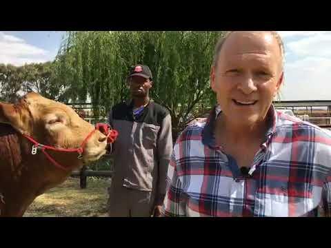 These cattle are not as long as the vehicle - ALFA Expo 2019