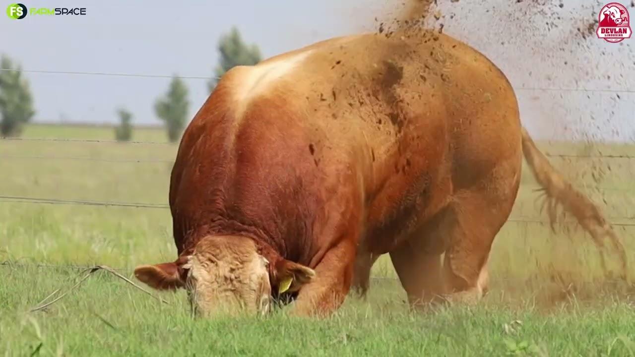 Save The Date 18 March - Devlan Limousins | Waters Edge | On The Vaal