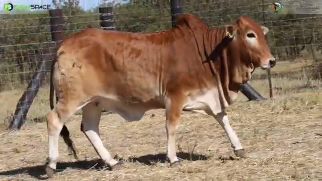 Denga Boran proudly presents DE 21 839 at the Primigravida Heifer Auction