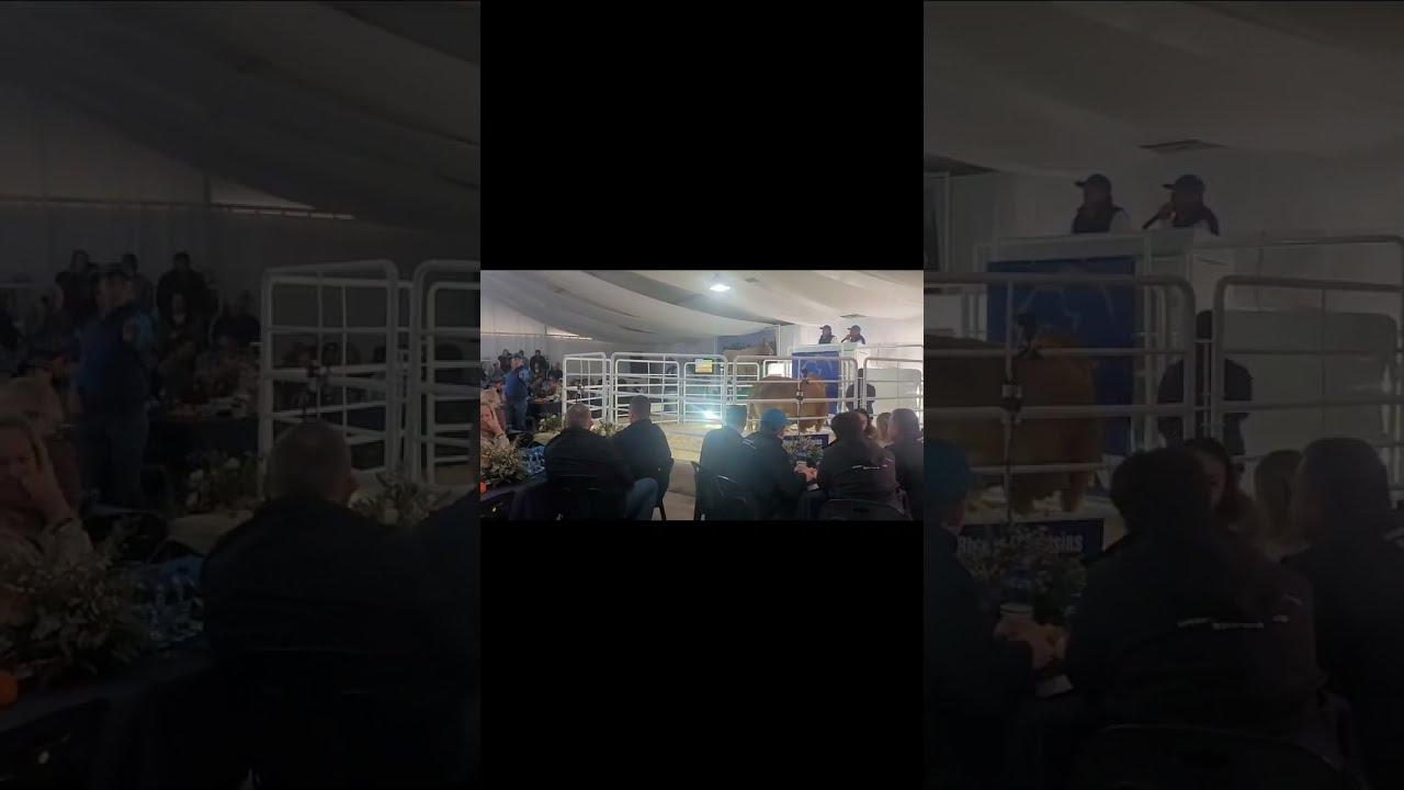La Rhone Limousins - Acapulco verkoop vir R3 miljoen.