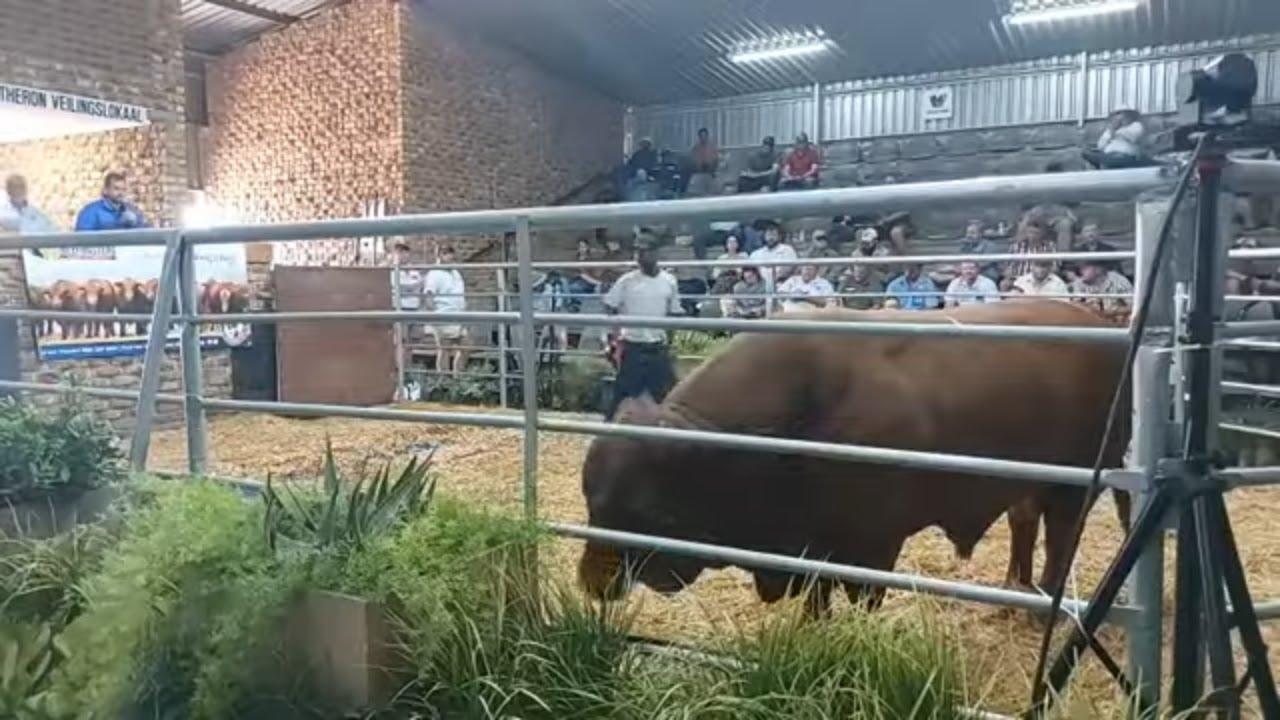 V8 Beefmasters se 10de Produksieveiling regreeks vanaf Vryburg se skougronde - Deel 1