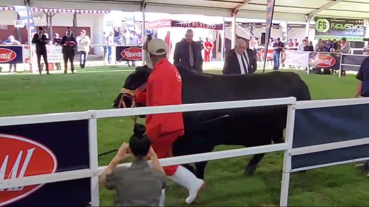 Vleissentraal-Stambboek Bull Growth Test Class