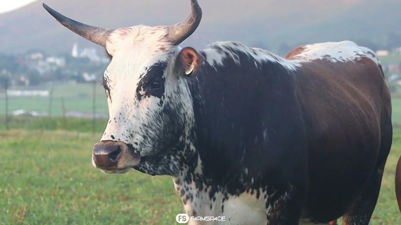 Exsteen Nguni's bied aan Lot 56 - EX 20-402 by die Nguni Regainer Groep Veiling, 13 Oktober.