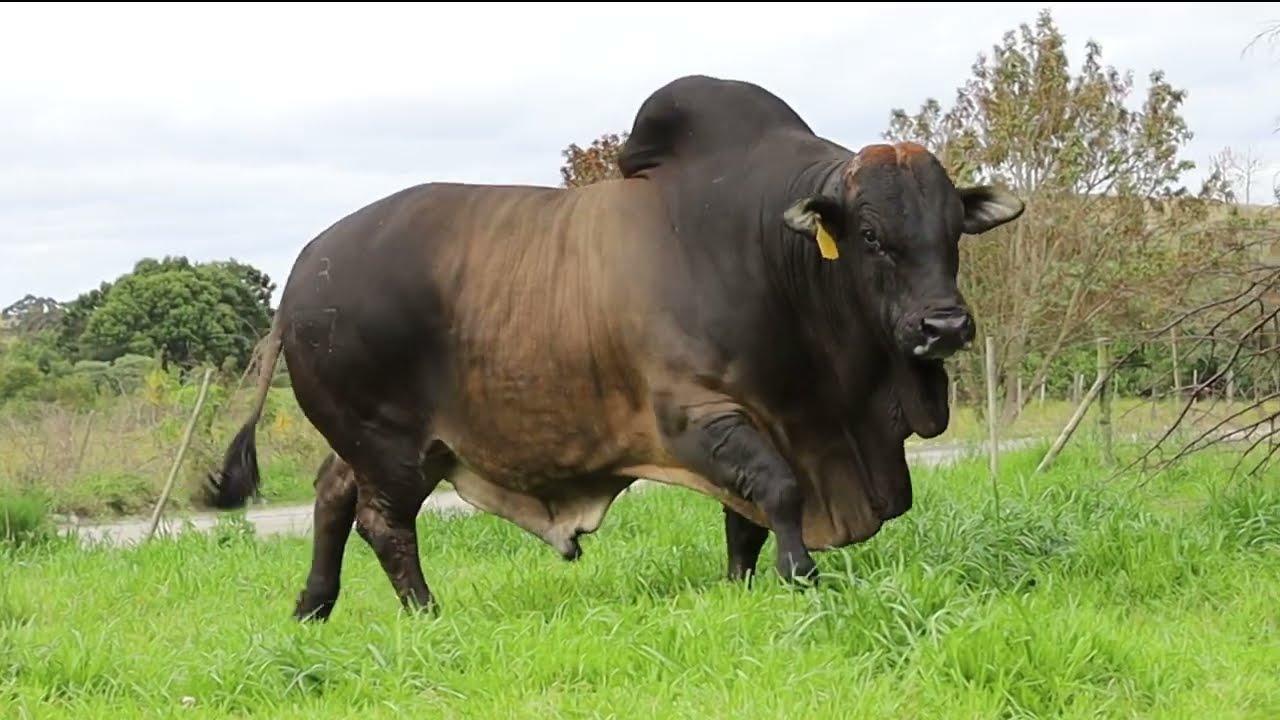 Cape Prestige Boran Proudly Offers Lot 4 TOPTANI MIDNIGHT